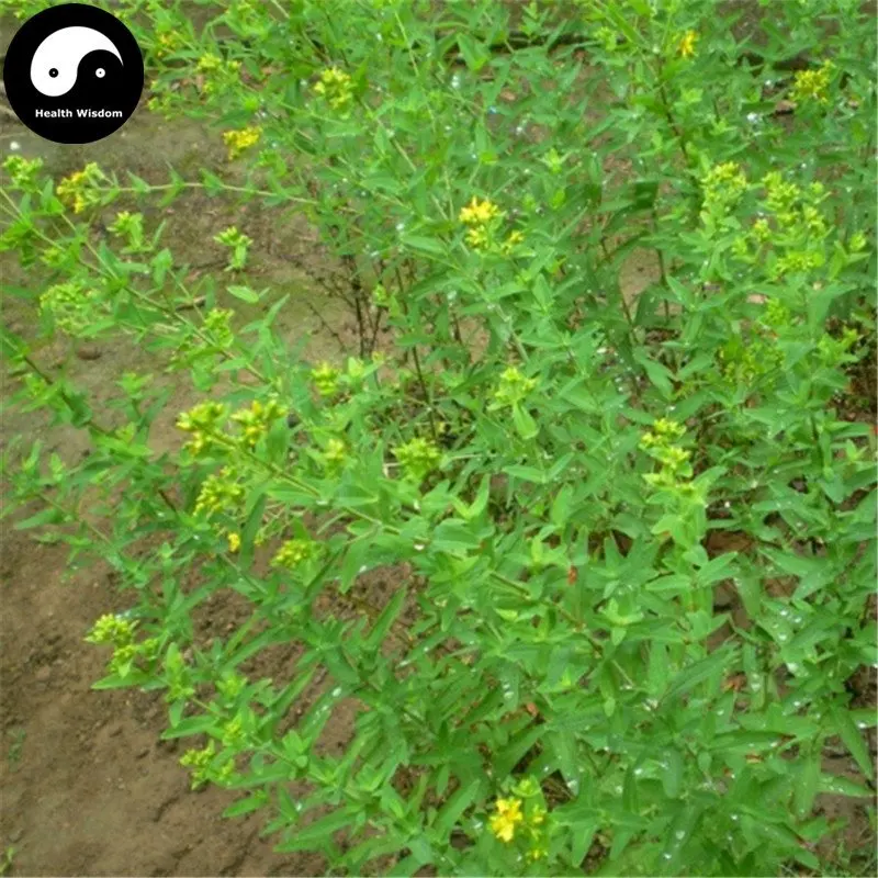 

Buy St.Johnwort Herb Semente 100pcs Plant Hypericum Perforatum Guan Ye Lian Qiao