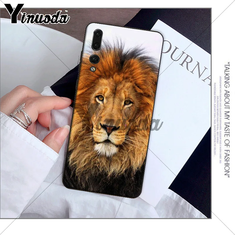 Animals The lion