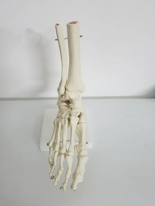 

1:1 Life Size Foot Joint Model Humans Skeleton Models Human Foot Bone & Ankle Model Life Size Medical Anatomical Skeletal Model