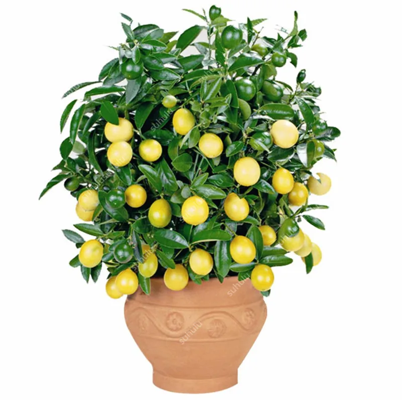 

Big sale! 20 Pcs Bonsai Lemon Potted Edible Tangerine Citrus Fruit Dwarf Lemon Tree Indoor Plant For Home Garden plants