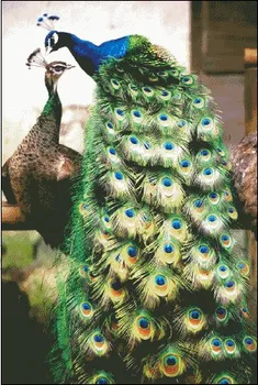 

R Thread 100% Printed Unfinished Cross Stitch Patterns Sets Embroidery Handmade Needlework Kits,peacock lovers
