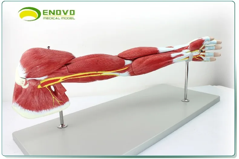 Верхняя конечность с мышцами анатомическая модель мышечная подвижная система тела