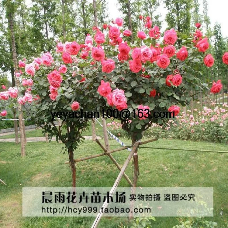 Online Buy Wholesale tree rose from China tree rose