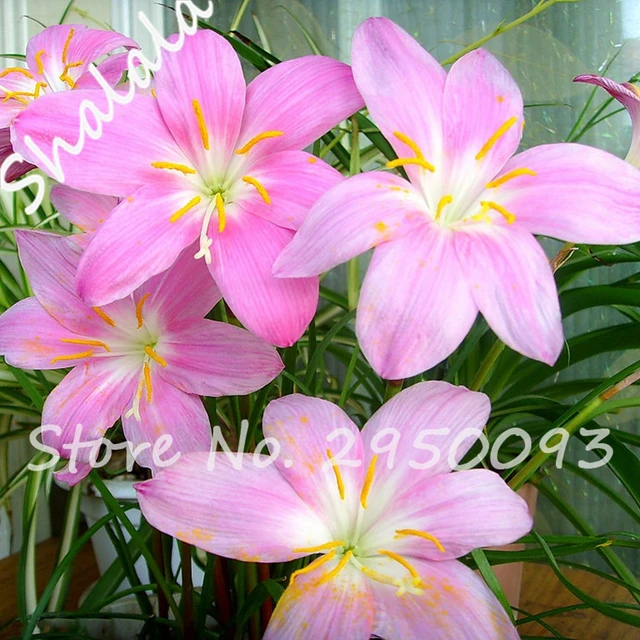 rose jonquilles graines belle bonsa jonquille fleur graines propre air graines de narcisse fleurs naturel croissance - Fleur Jonquille rose jonquilles graines belle bonsa jonquille fleur graines propre air graines de narcisse fleurs naturel croissance - Fleur Jonquille