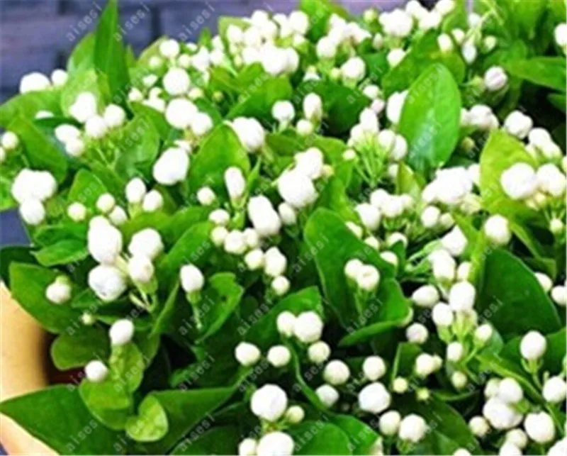 

20 Pcs/Jasmine Flower Bonsai Balcony Potted White Jasmine Bonsai Flowering Plants Easy To Grow Plant Bonsai DIY Home Garden