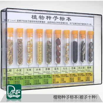 

12 kinds Angiosperm/Gymnosperm Plant seed specimens Kindergarten Science District Teaching Instruments
