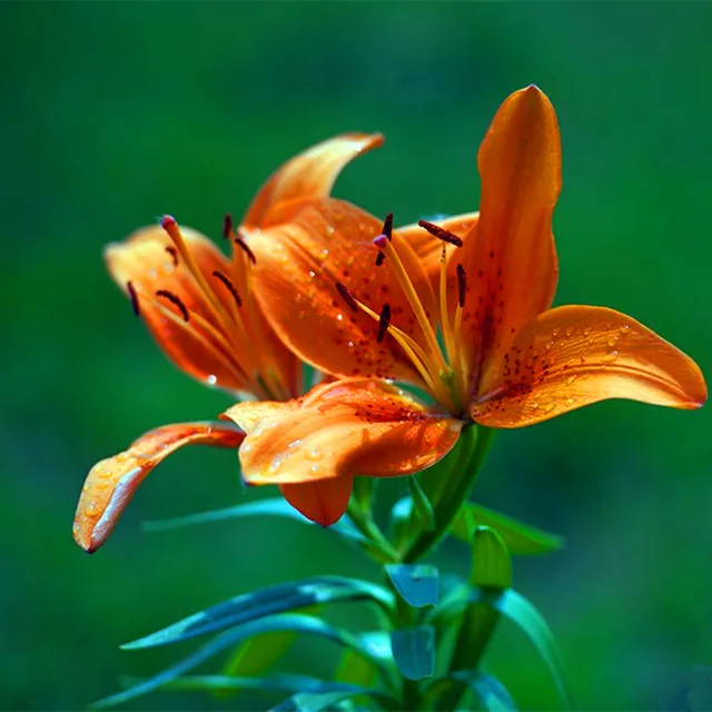 Mixed Color Lily Seeds, 100pcs/pack