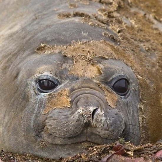 Antarctica  Aitcho Island  Southern elephant seals Poster Print by Michael DeFreitas (12 x 17)