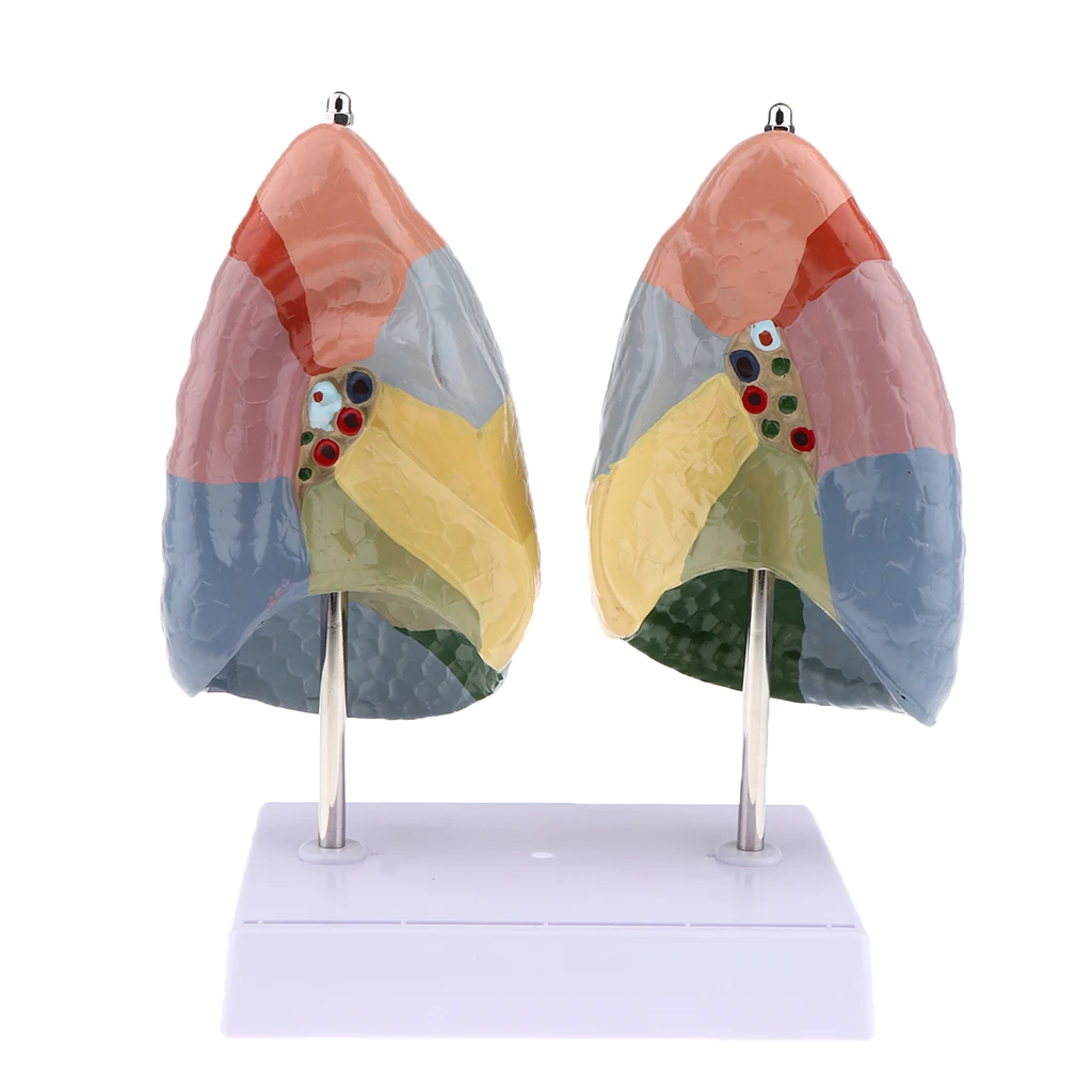 1:1 Educational Human Lung Anatomical Model for Science Classroom Study Display Teaching