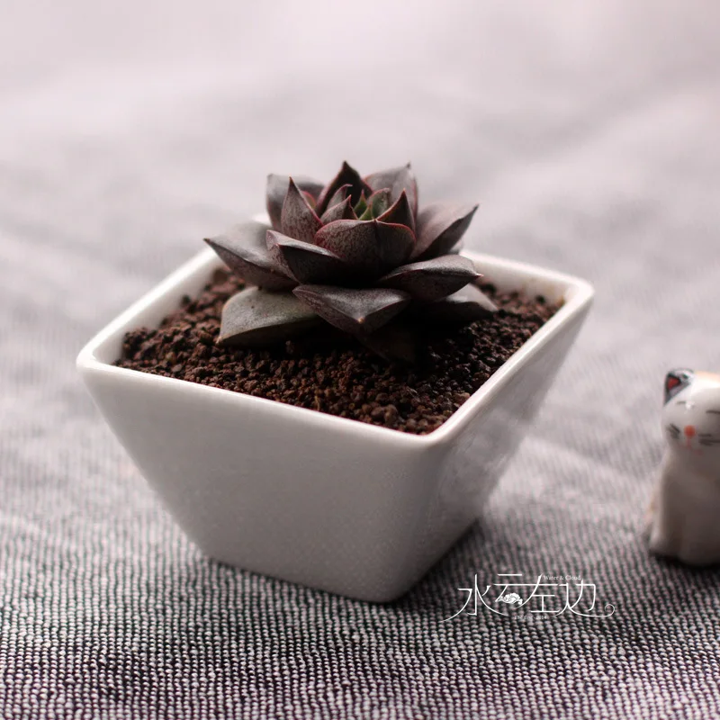 Free shipping Simple white succulents ceramic zakka small  