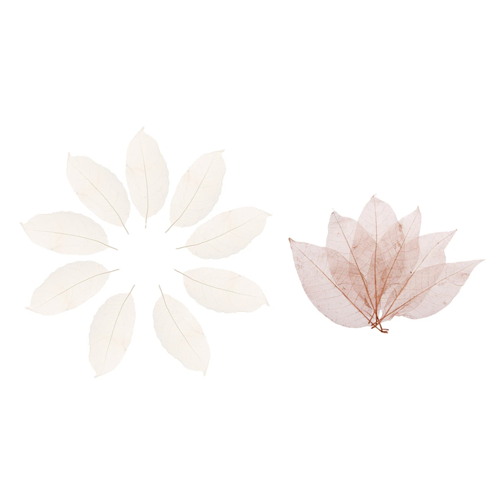 100 Pieces Mixed Pressed Dried Real Magnolia Skeleton Leaves for Scrapbooking, Cards Making, Bookmark Crafts (Whit & Coffee)