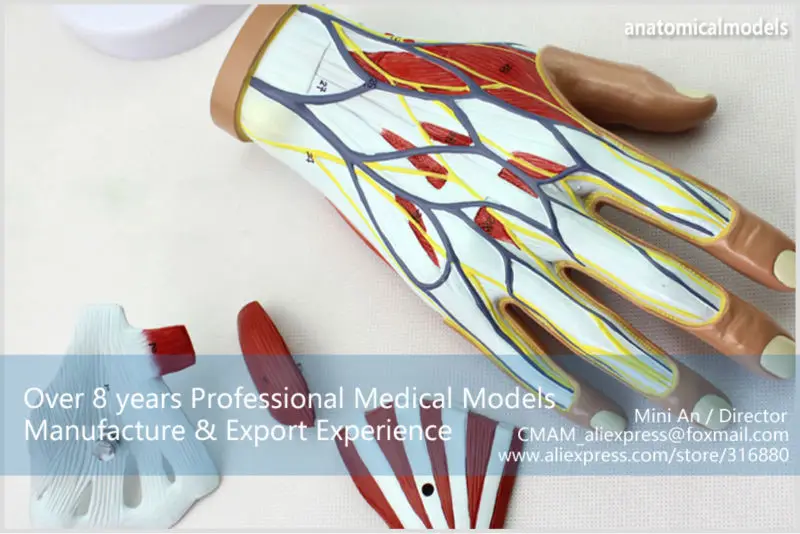 MUSCLE08 CMAM model 4-parts hand anatomy 7