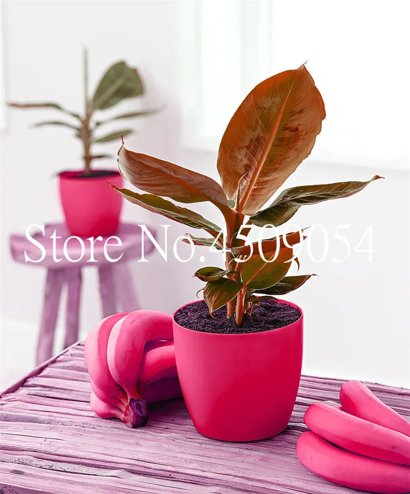 

Hot Sale 100Pcs Banana bonsai Fruit tree Rare Big Hainan Colorful Banana Seedsplants Musa Velutina - Dwarf Bonsai Tree Banana