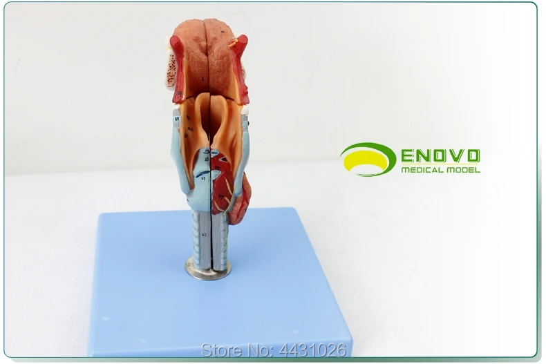 ENOVO человека гортани полости и гортани полости модель гортани анатомической модели головы щитовидной железы медицинские орган ухо нос в