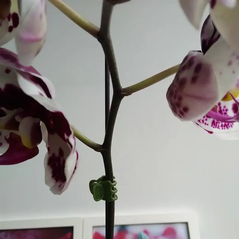100 шт. орхидеи зажимы для растений орхидеи опорные зажимы Садовый цветок лоза зажимы для поддержки стебли лозы стебли