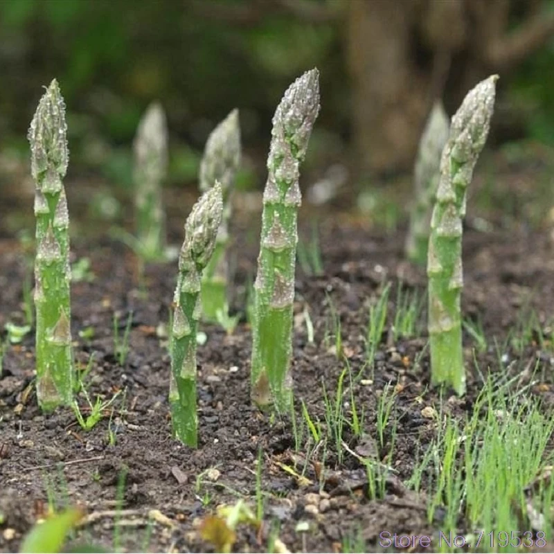

Asparagus bonsais Healthy Green Vegetable Home Garden Very Easy 50pcs /pack