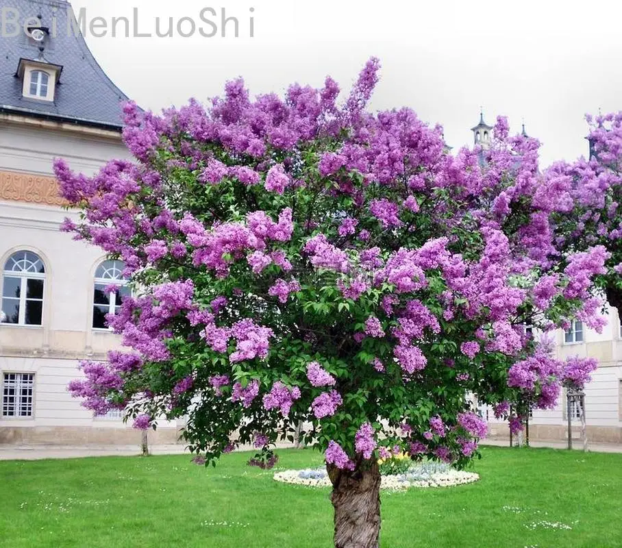 

Potted Syringa Plants with Four Seasons Flowering In Courtyard Plantas Para Jardin 20pcs
