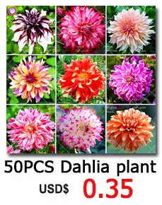 DLH