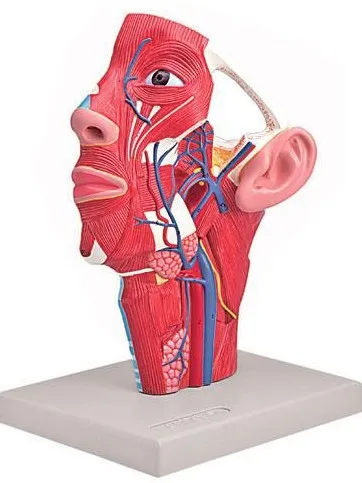 

1:1 Life Size Human Head Anatomy Vein Model Medical Teaching Tools Supplies Biology Model