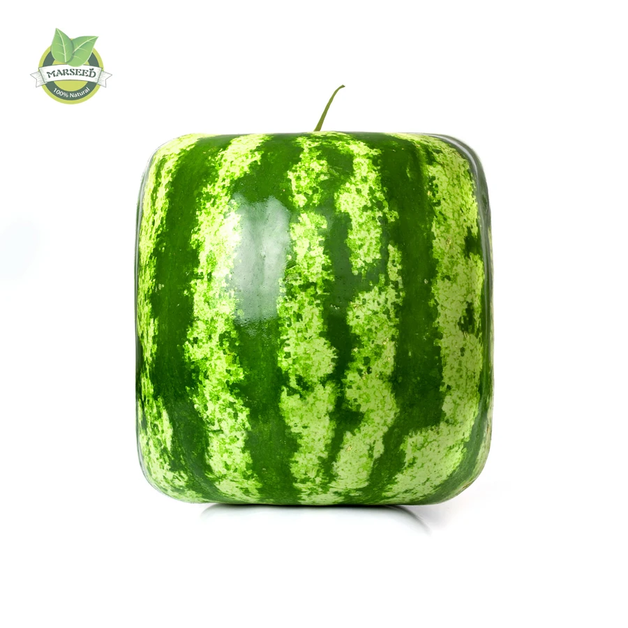 10 rare square watermelon seeds funny fruit sweet juicy Free shipping