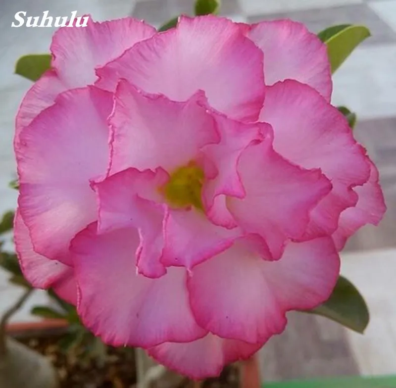 2 pcs Mini Bonsai Desert Rose Planta Exotic Adenium Obesum Plant Flower Indoor Plants Air Purification Home Garden Potted Flower