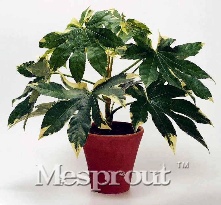 Купить АКЦИЯ! 50 ШТ. Духи лилии цветок прорастание 95% лианы бонсай diy ...