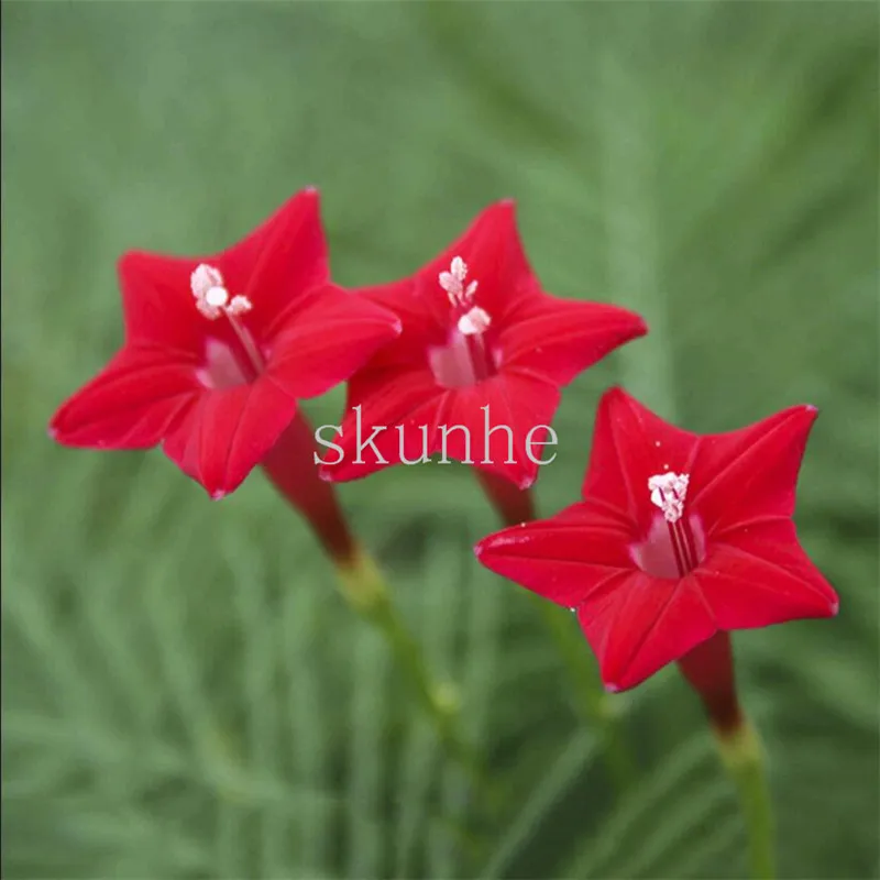 

Feather leaf dill bonsai five-star flower bonsai palm leaf round leaf dill fertilizer species flower 100pcs (niao luo)