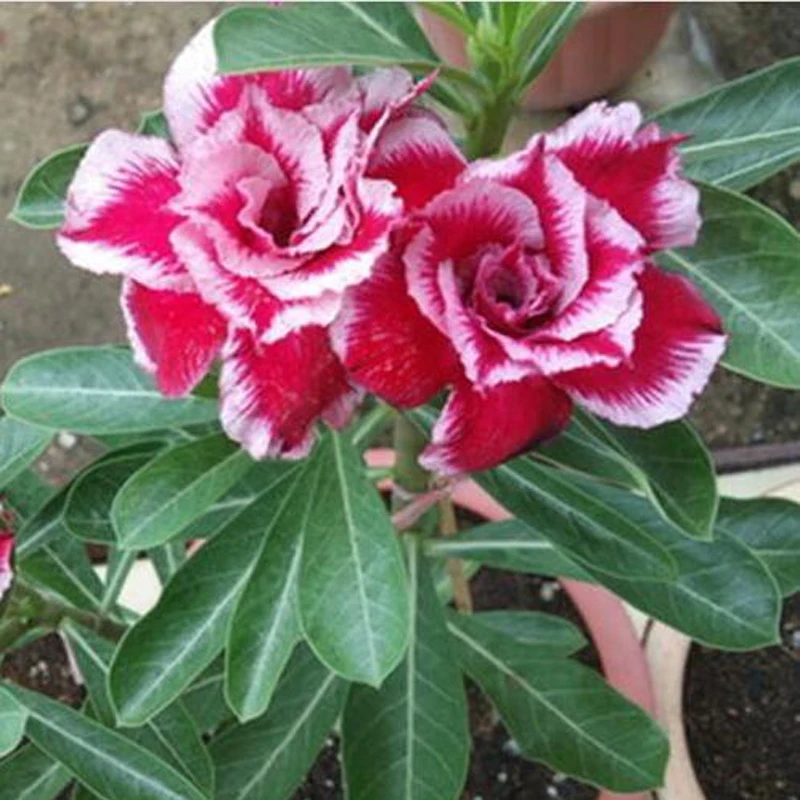 

100% True Desert Rose Bonsai Ornamental Dwarf Flower Plants Balcony Bonsai Potted Adenium Obesum Home Garden Bonsai 1 PCS