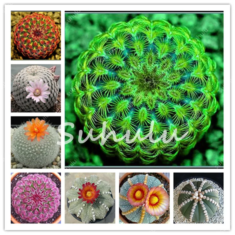 100 Pcs/Pack Loss Promotion ! Beautiful Cactus,Bonsai Flores Succulent Potted Plants Flower Plantas Diy Home Garden 100% Natural