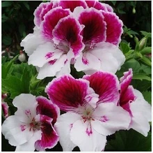 garden geranium, pelargonium geranium seeds, pelargonium flowers – 10 seeds