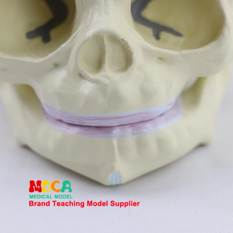 Fetal skull model infant skull bone human.skull model medical MTG002