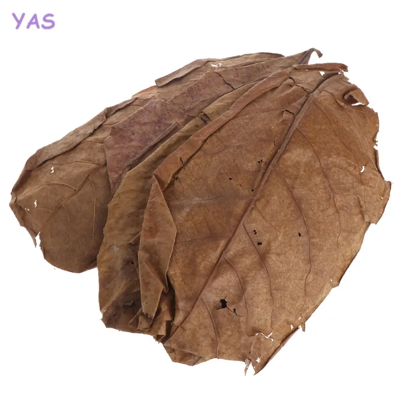 YAS 50 шт. натуральный Catappa листья миндалевидного листа очистки рыбы лечение аквариума бак