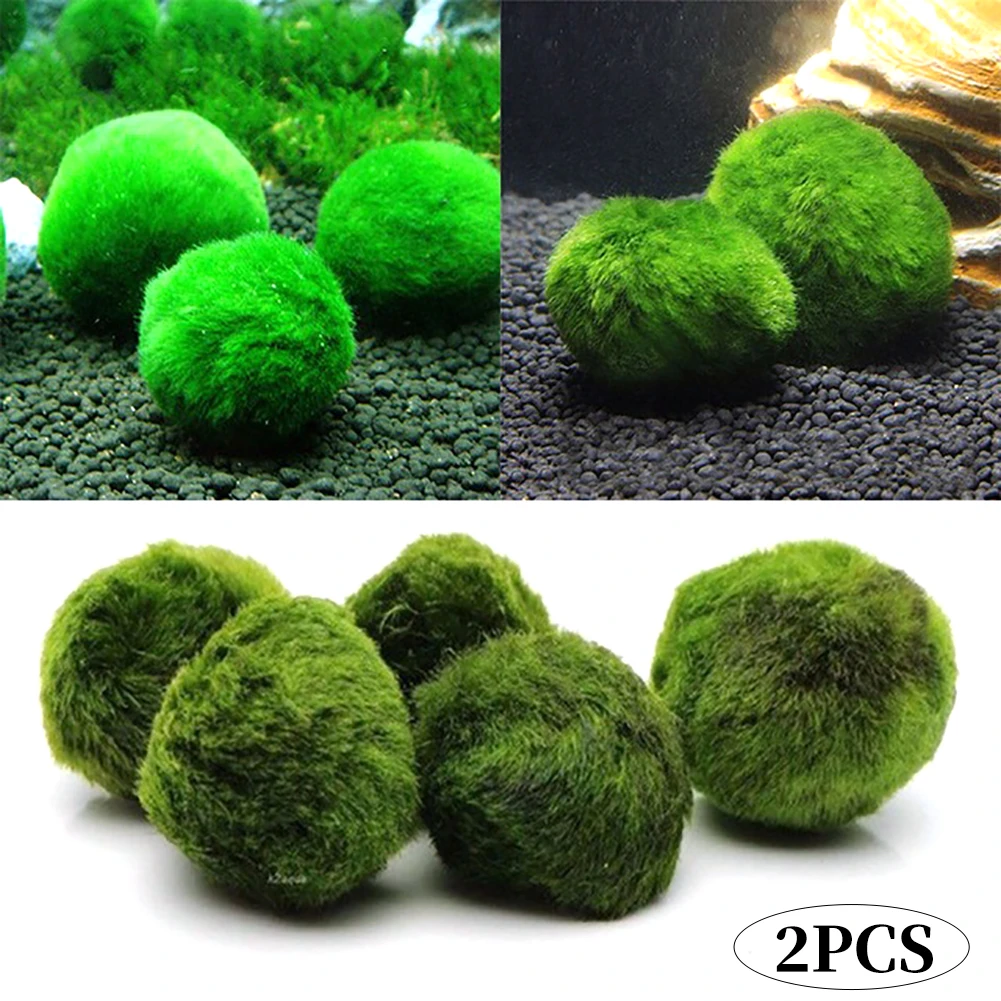 

2Pcs 3-4Cm Marimo Moss Balls Live Aquarium Plant Algae Fish Shrimp Tank Ornament Dark Green