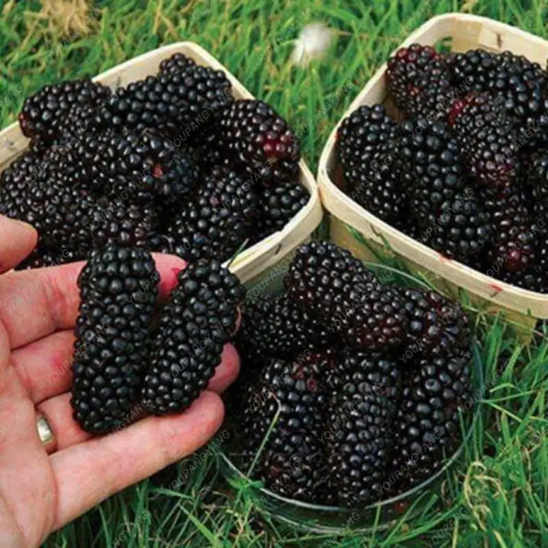 

100pcs bonsai Black Mulberry fruits plants Morus Nigra Tree Garden Bush bonsais DIY home garden decoration