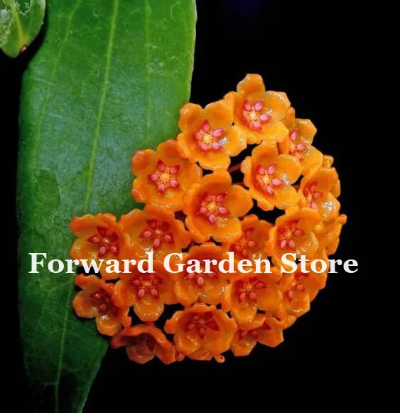 Hot ! 100 Pcs Rare Hoya Bonsai Flower For Home Garden, Ball Orchid Perennial Flowers Natural Growth For Garden Ornamental Plants