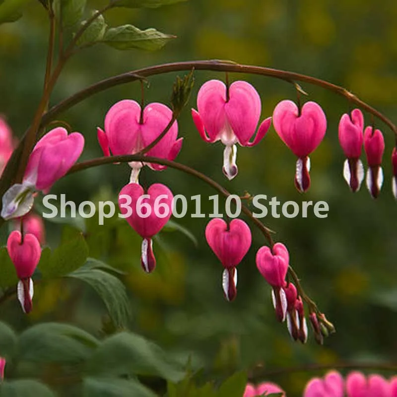 

100pcs Mixed Plant Bell Orchid Bonsai Flower Perennial Campanula Flower Convallaria Plant Pot for Home Garden bonsai seedlings