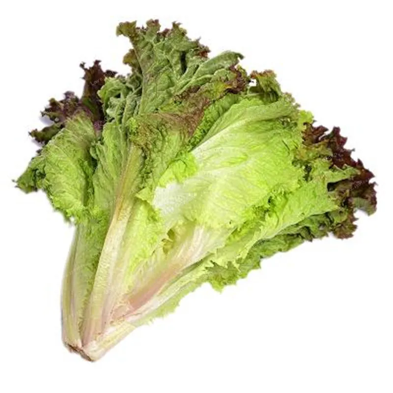 

100PCS Lettuce Bonsai Good Taste Romaine Lettuce Bonsa Delicious Salad Choice DIY Home Vegetable Bonsai Plant Home Garden