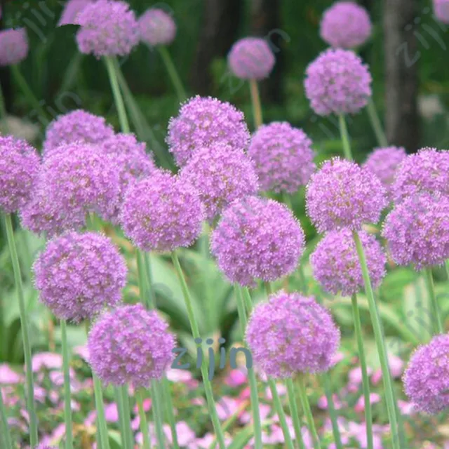 200pcs/pack Purple Giant Allium Giganteum Onion Beautiful