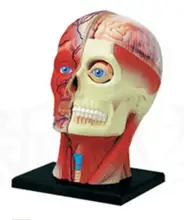 4D Human head muscle nerve model Anatomical model of brain tissue Body assembly model free shopping