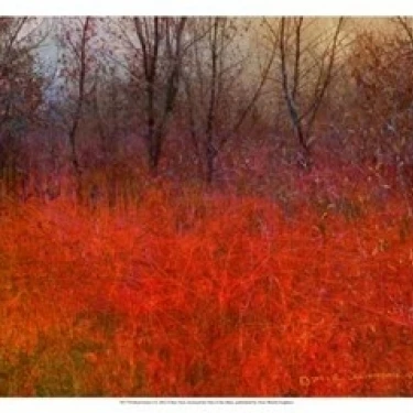 Red Grass I Poster Print by Chris Vest (19 x 13)