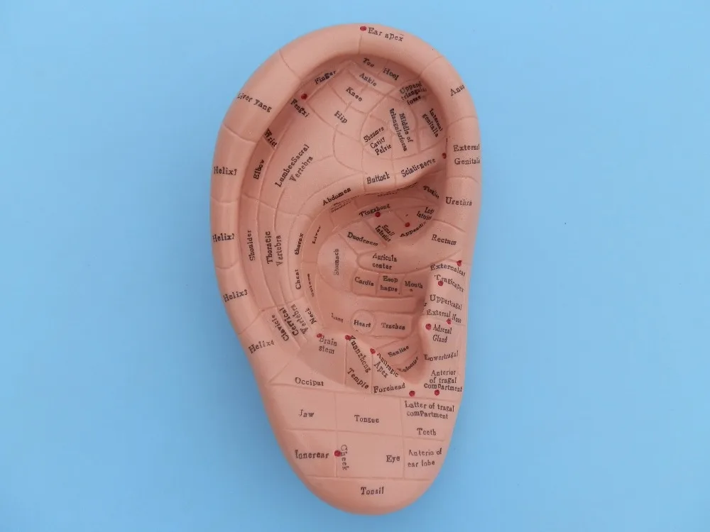 

17CM Ear Reflex Zone Model, Ear massage acupuncture model. English Language