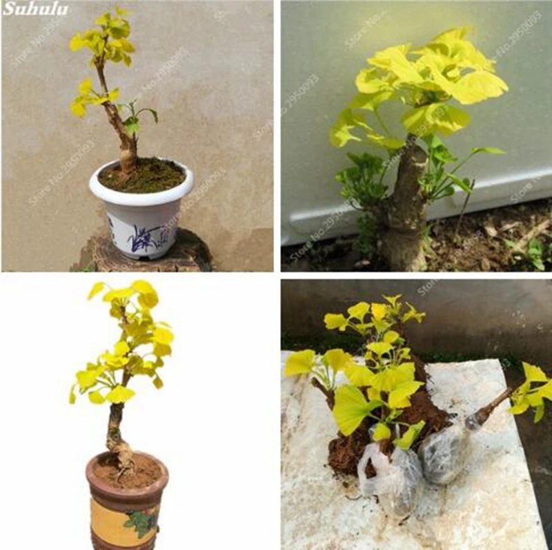 

Heirloom Organic 5 pcs / bag Ginkgo Biloba Maidenhair Tree Plant Nuts Bonsai Tree Grown from Plant Pot for Home Garden Planting