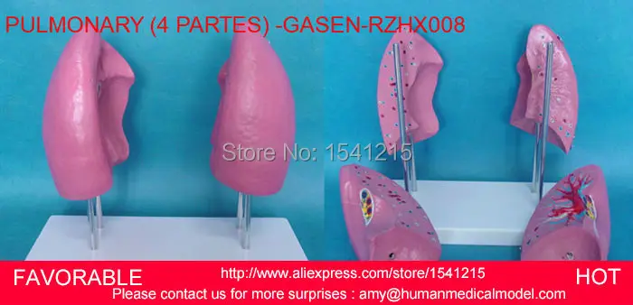 

ANATOMICAL,PATHOLOGY LUNG MODEL, DEPARTMENT OF INTERNAL MEDICINE MODEL,PULMONARY ANATOMY, RESPIRATORY SYSTEM MODEL-GASEN-RZHX008