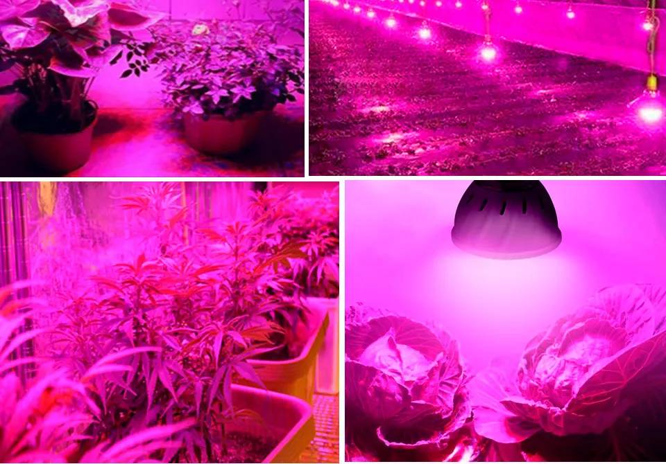 phyto lamp (14)