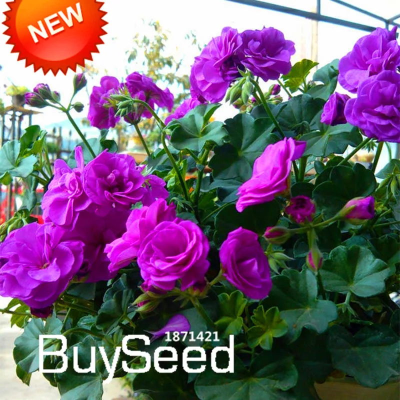 Seeds & Seed Bombs Rare 'Night Blue' Geranium Seeds Appleblossom
