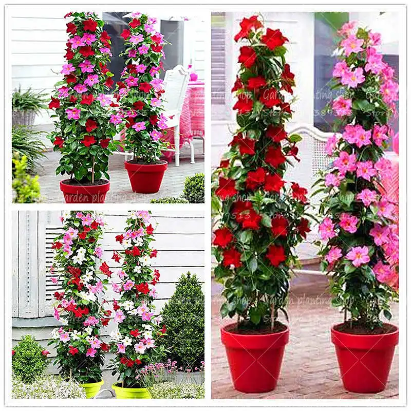 

100Pcs/Bag fragrant vine climbing bonsai botanical garden forest flower family garden decoration potted plant flower vine