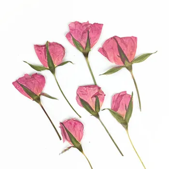 

Rose Petal on Stems Dried Flower Gifts For Pressed Flower Painting 60 Pcs Free Shipment