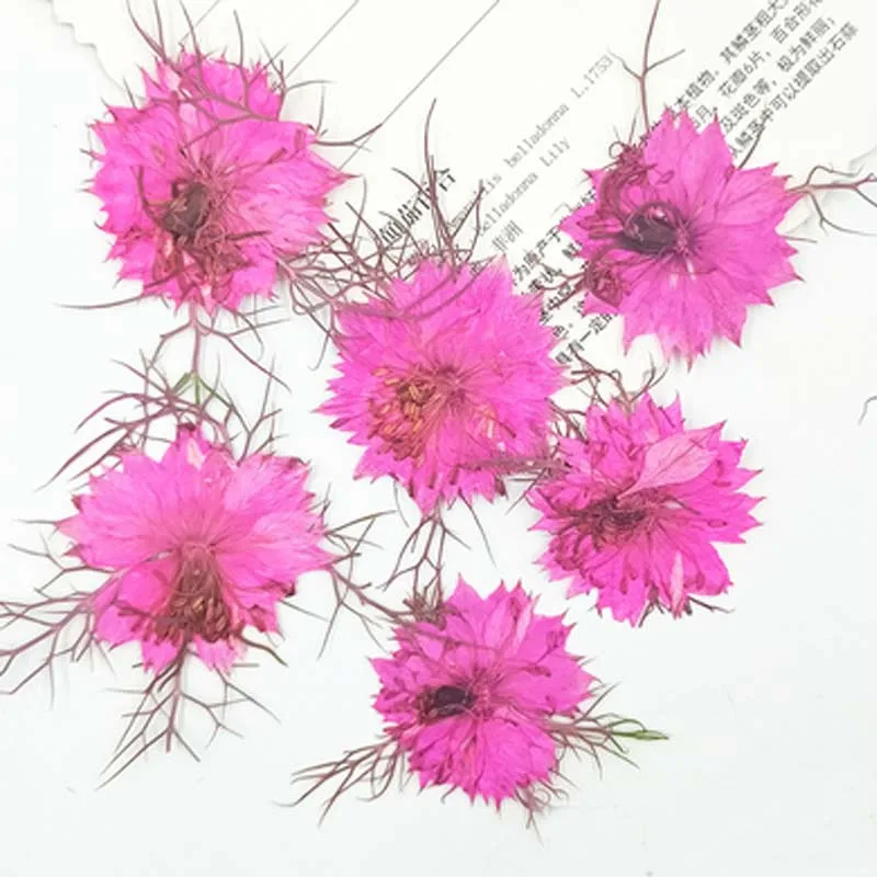 Любовь в тумане цветы производители продвижение сушеные прессованные цветы для свечи/закладки украшения - Цвет: Dark Pink