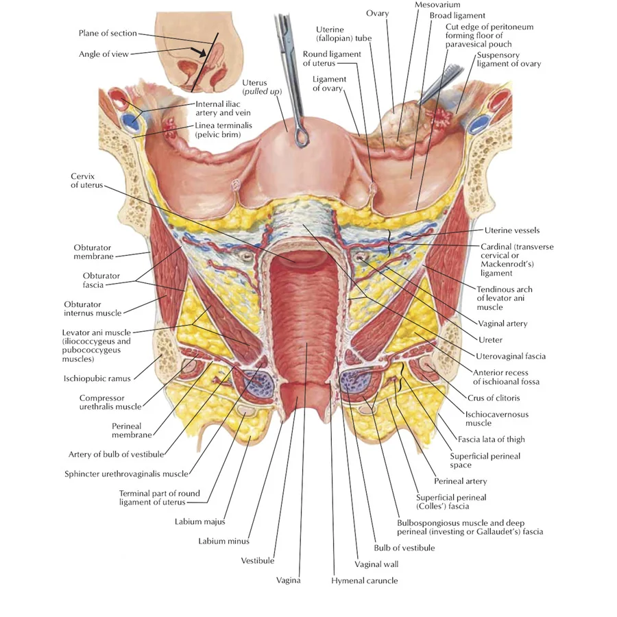 

J0864- Human Body Structure Anatomy Chart Pop 14x21 24x36 Inches Silk Art Poster Top Fabric Print Home Wall Decor