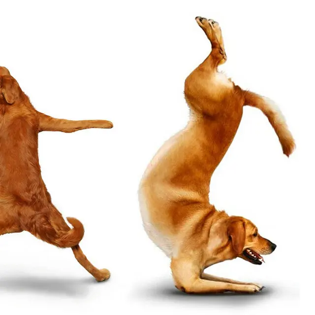 3 шт. хит продаж Современная Настенная живопись Happy Dogs танцевальная Печать на